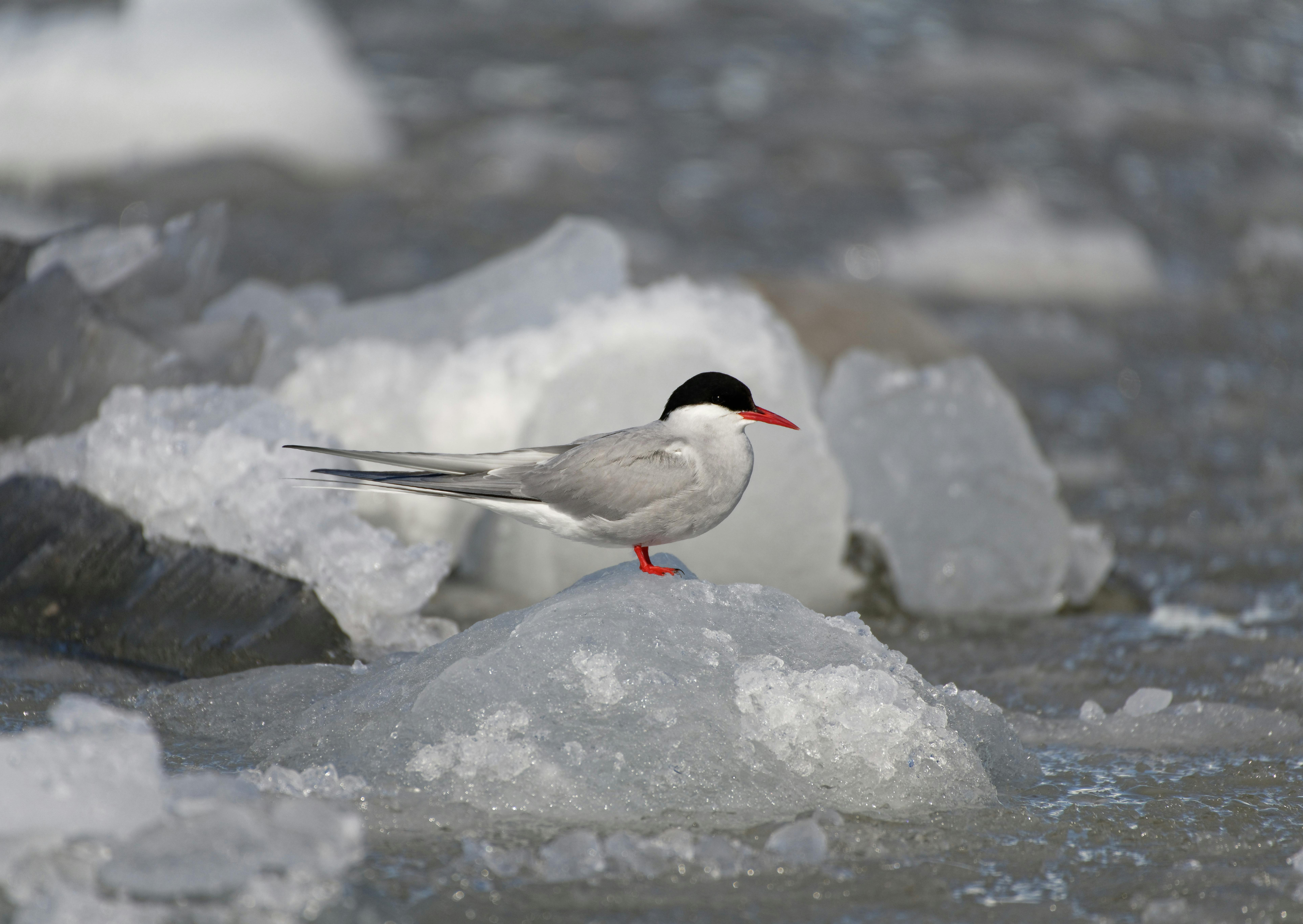 Gros plan d'une sterne arctique sur la glace