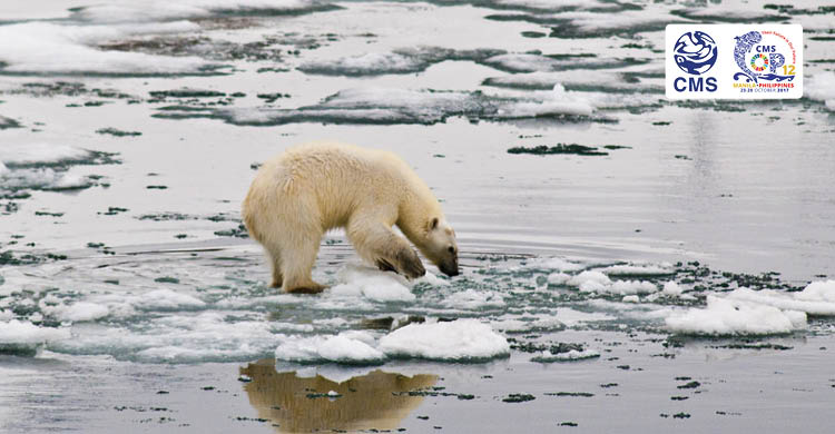 Polar bear testing melting sea ice, Svalbard © Peter Prokosch, GRID ARENDAL