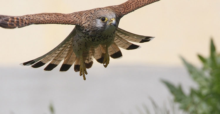 Common Kestrel © Andras Kovacs, www.raptorimages.hu