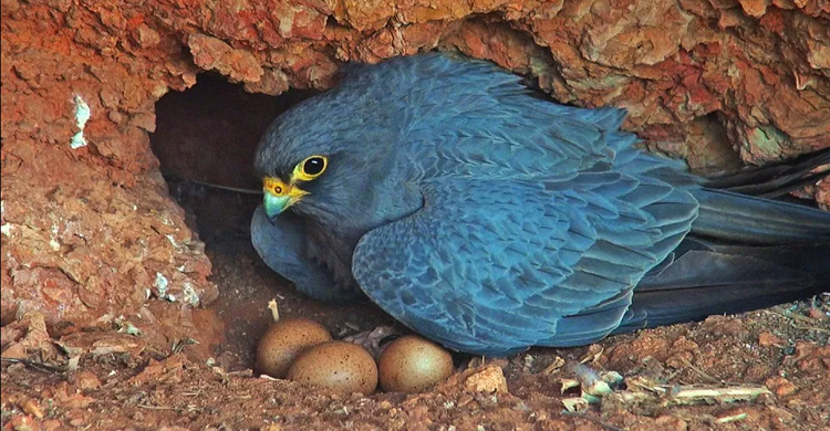 Halcón pizarroso (adulto) en un nido. Copyright por INTEWO | World Habitat Society GmbH