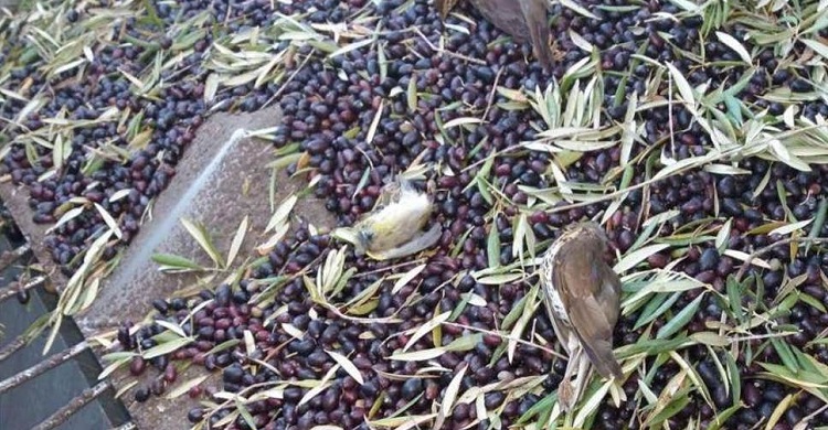 Birds killed during intensive night harvesting of olives