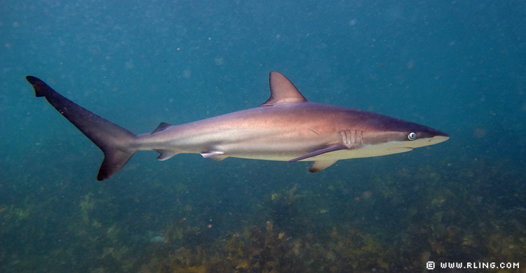 Dusky Shark @ www.rling.com