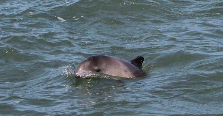 © Peter G.H. Evans  / Sea Watch Foundation