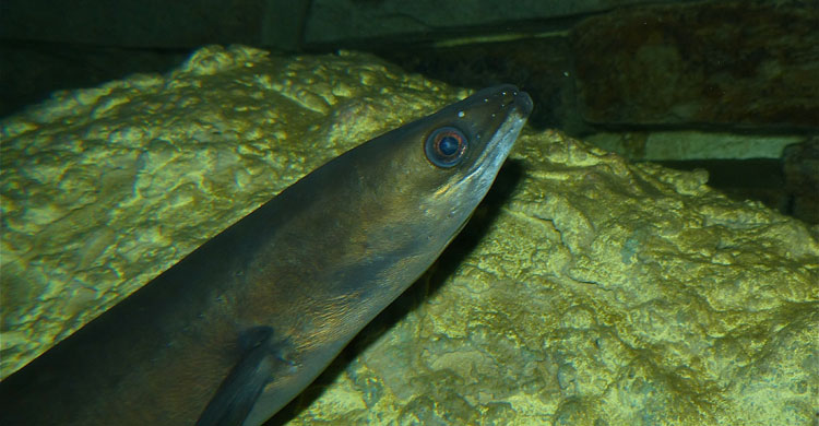 By Bernard DUPONT from FRANCE (European Eel (Anguilla anguilla)) [CC BY-SA 2.0 (http://creativecommons.org/licenses/by-sa/2.0)], via Wikimedia Commons