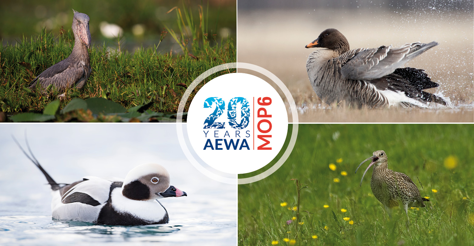 Shoebill (Balaeniceps rex) © Mathias Putze, Taiga Bean Goose (Anser fabilis fabilis) © Jari Peltomäki, www.jaripeltomaki.com, Long-tailed Duck (Clangula hyemalis) © Wim Werrelman, www.wimpics.com, Eurasian Curlew (Numenius arquata) © Maurice Benmergui