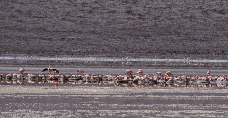 Andean flamingos © Omar Rocha