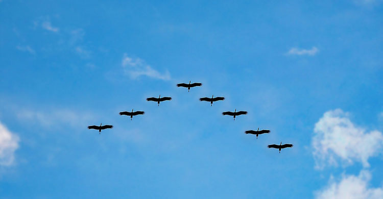 Flying birds © pixabay.com