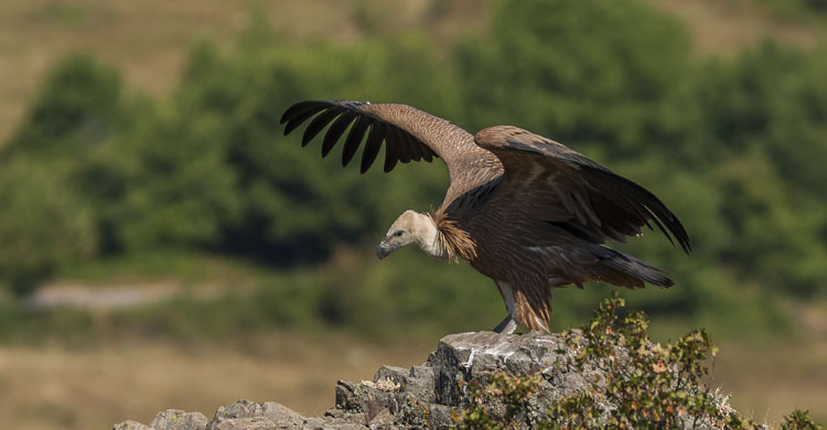 Griffon Vulture Bulgaria © Sergey Dereliev (UNEP/ AEWA) www.dereliev-photography