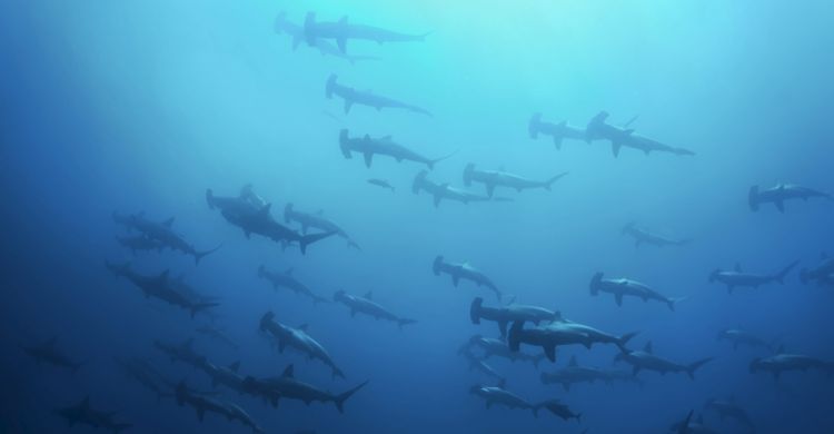 requins-marteaux © Image Broker Robert Harding