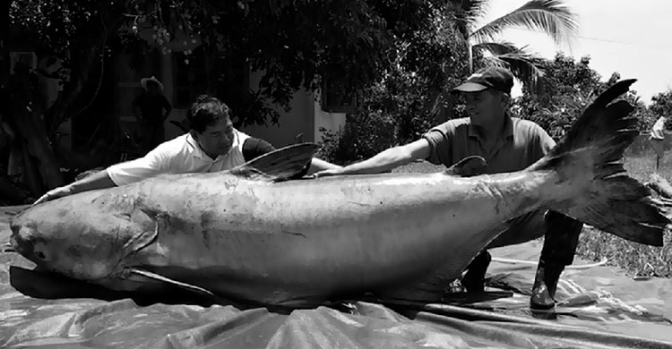 Zeb Hogan con el siluro gigante del Mekong © Suthek Kritsanavari