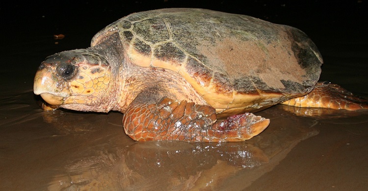 Loggerhead Turtle © Colin Limpus
