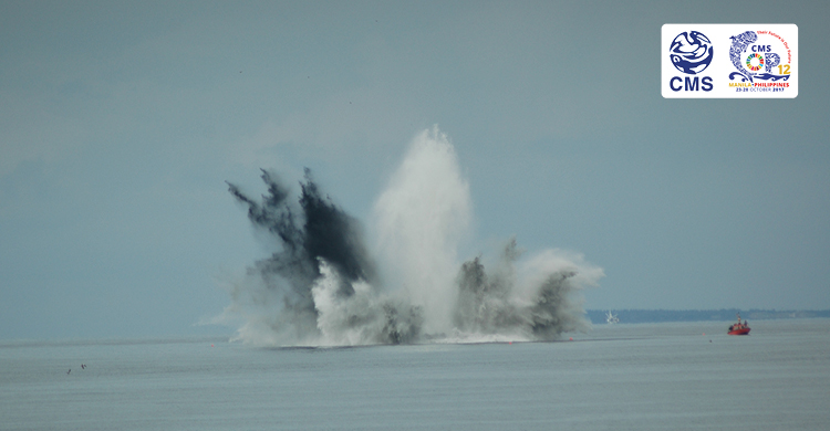 Marine animals exposed to elevated or prolonged human-generated noise can suffer direct injury and temporary or permanent damage © Klaus Lucke