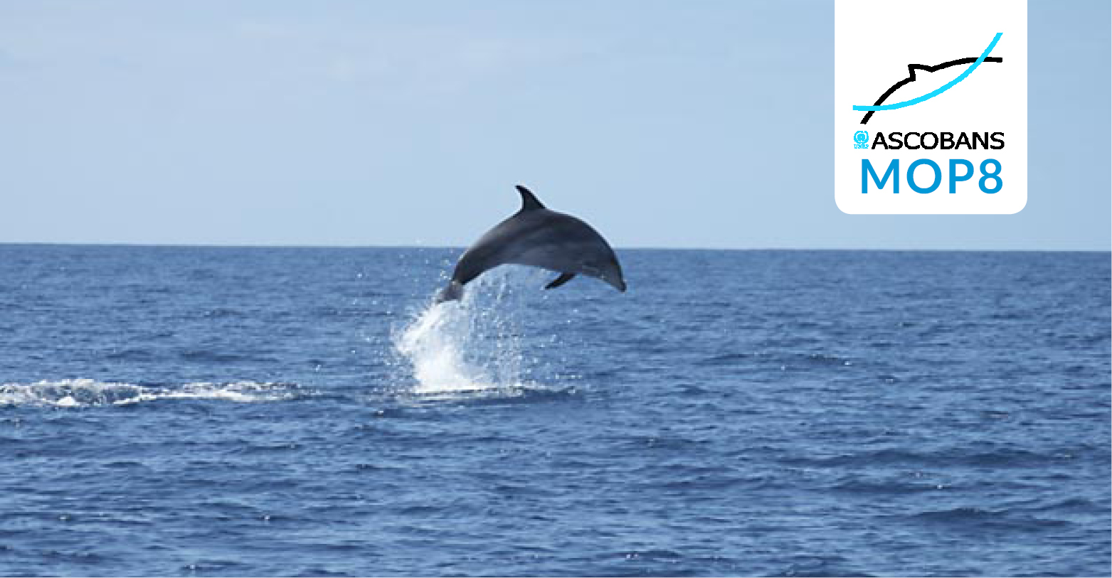 Bottlenose Dolphin © Steve Geelhoed