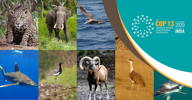 Cms Cop13 Opening Press Release Major Un Meeting On Wildlife To Address Critical Threats To Migratory Species Cms
