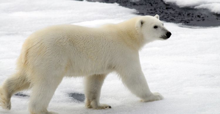 female polar bear © Peter Prokosch, GRID-Arendal