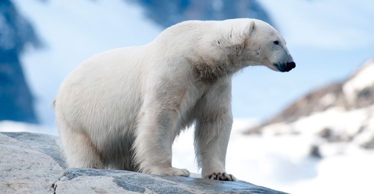 Polar Bear © Peter Prokosch