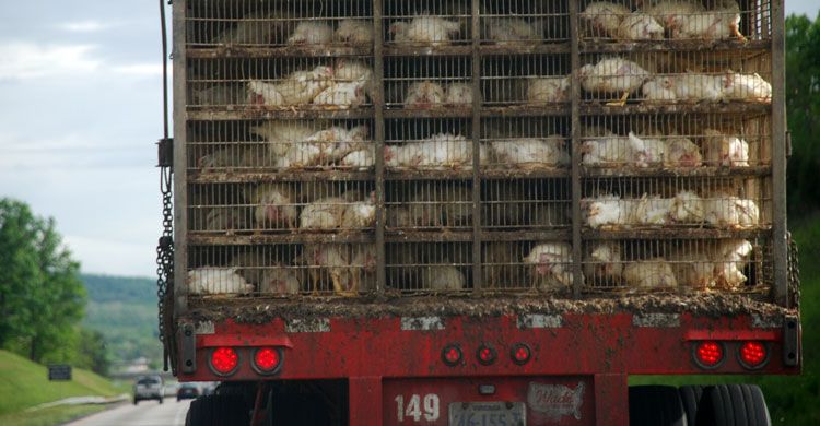 Chickens being transported © Nugget Truck by Dodo (Wikipedia – CC 2.0 Generic Licence)