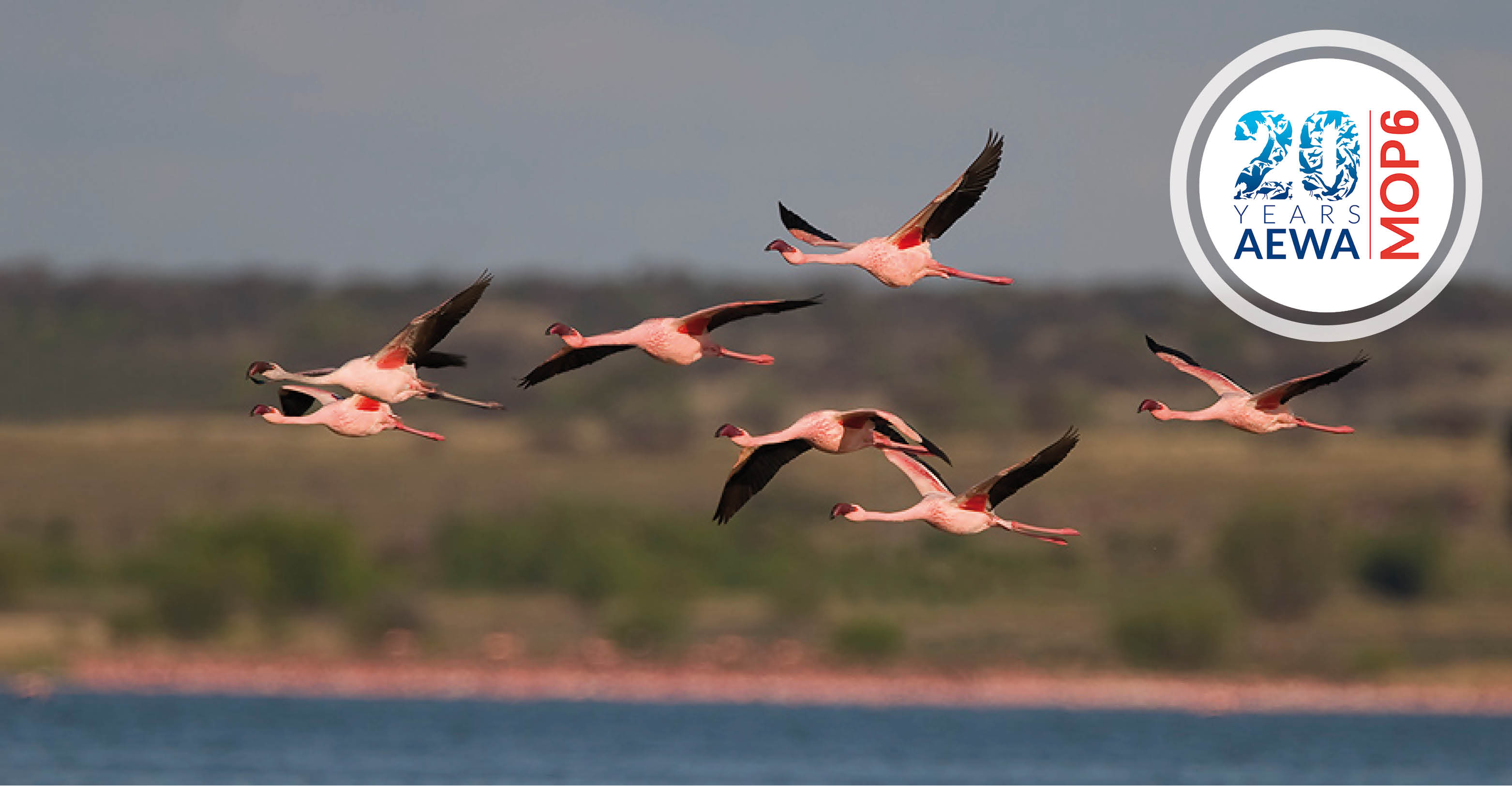 Lesser Flamingos © Mark D. Anderson 