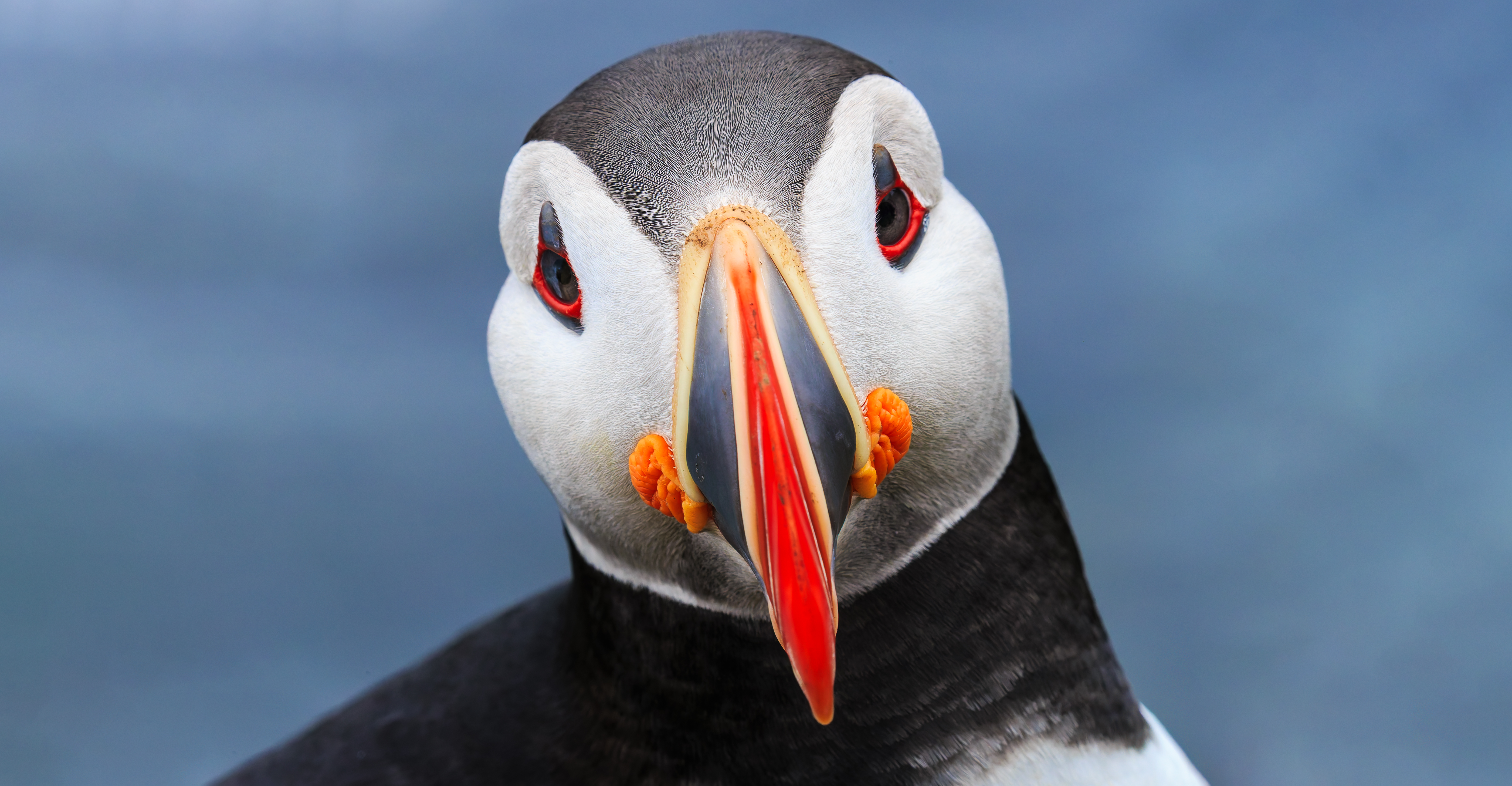 Macareux moine (Fratercula arctica) © Sergey Dereliev, dereliev-photography.com