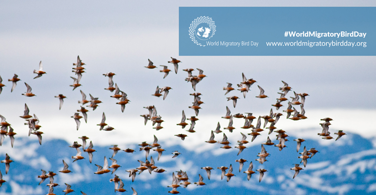 Red Knots flying over Porsanger Fjord, Northern Norway © Peter Prokosch/Grid Arendal 