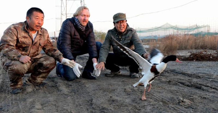 Bradnee Chambers (centre) releases a Common Shellduck at  China Conservation Area for Waterbirds at Tang Shan ? Linda Wong