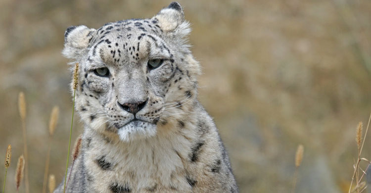 Snow Leopard (Uncia uncia) © pixabay.com 