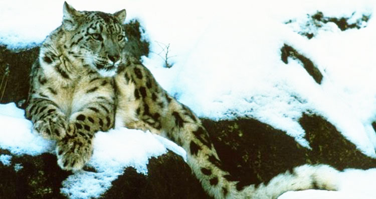 Léopard des neiges (Panthera uncia) © Joe Fox
