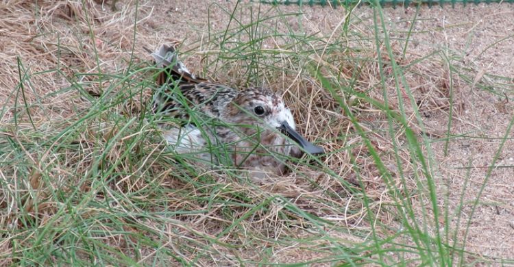 Spoon-billed Sandpiper (Calidris pygmaea) ©  Tanya Grigg WWT
