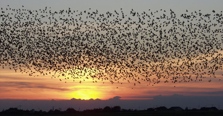 A flock of starlings © Maybe Tommy Hansen, founder of PDFnet, via Wikimedia Commons 