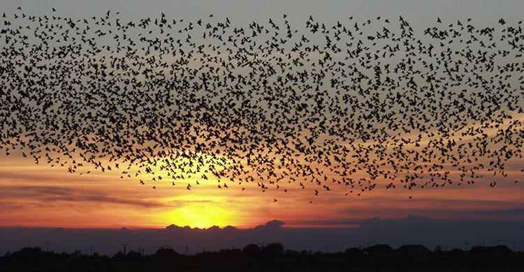 Sunset with starlings 