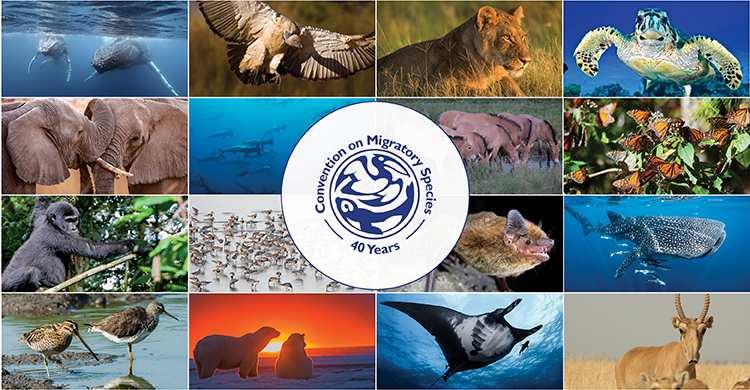 Celebrating 40 Years of Global Action for Migratory Animals | CMS