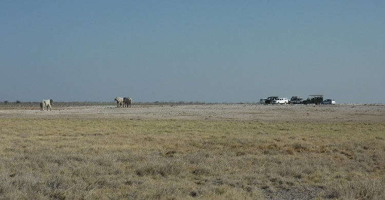 Wildlife Watching in Etosha National Park  © N.Epler