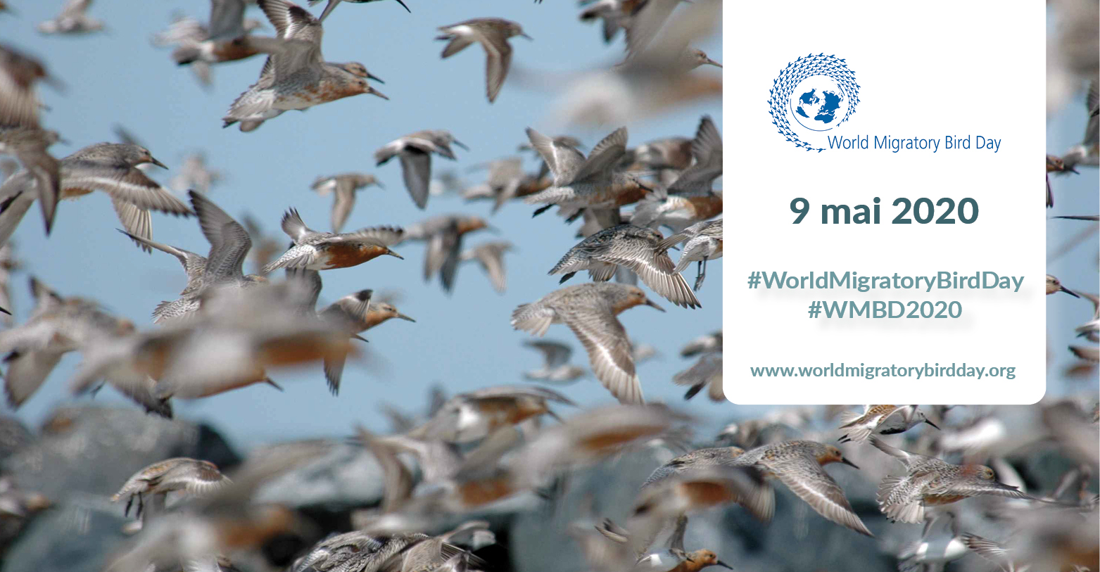 Journee Mondiale Des Oiseaux Migrateurs Les Oiseaux Connectent Notre Monde Cms