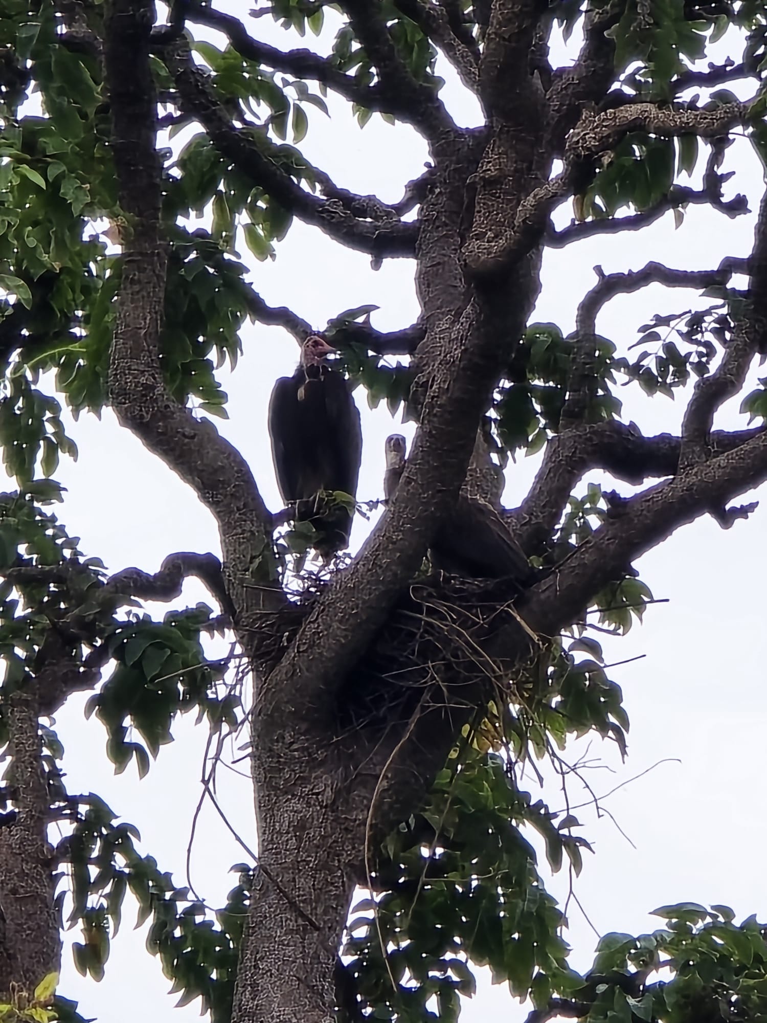 Hooded vulture
