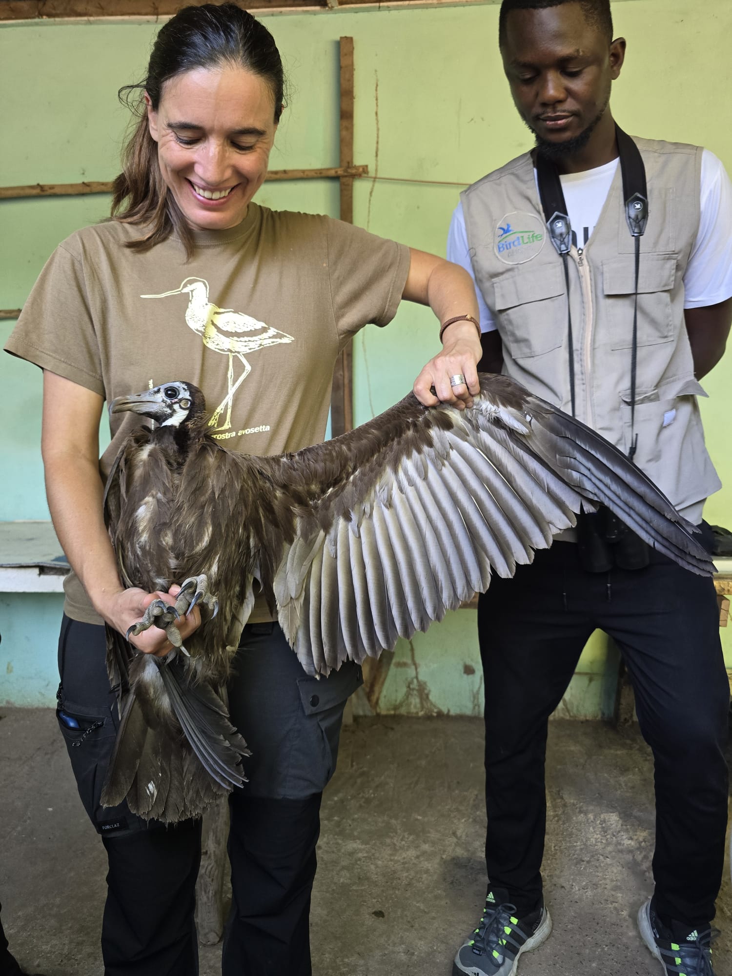 One vulture was trapped, tagged and released