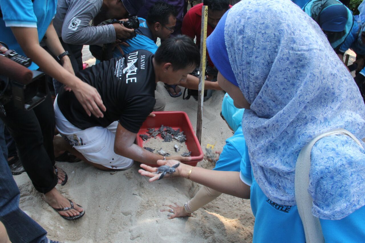 collecting the hatchlings before release