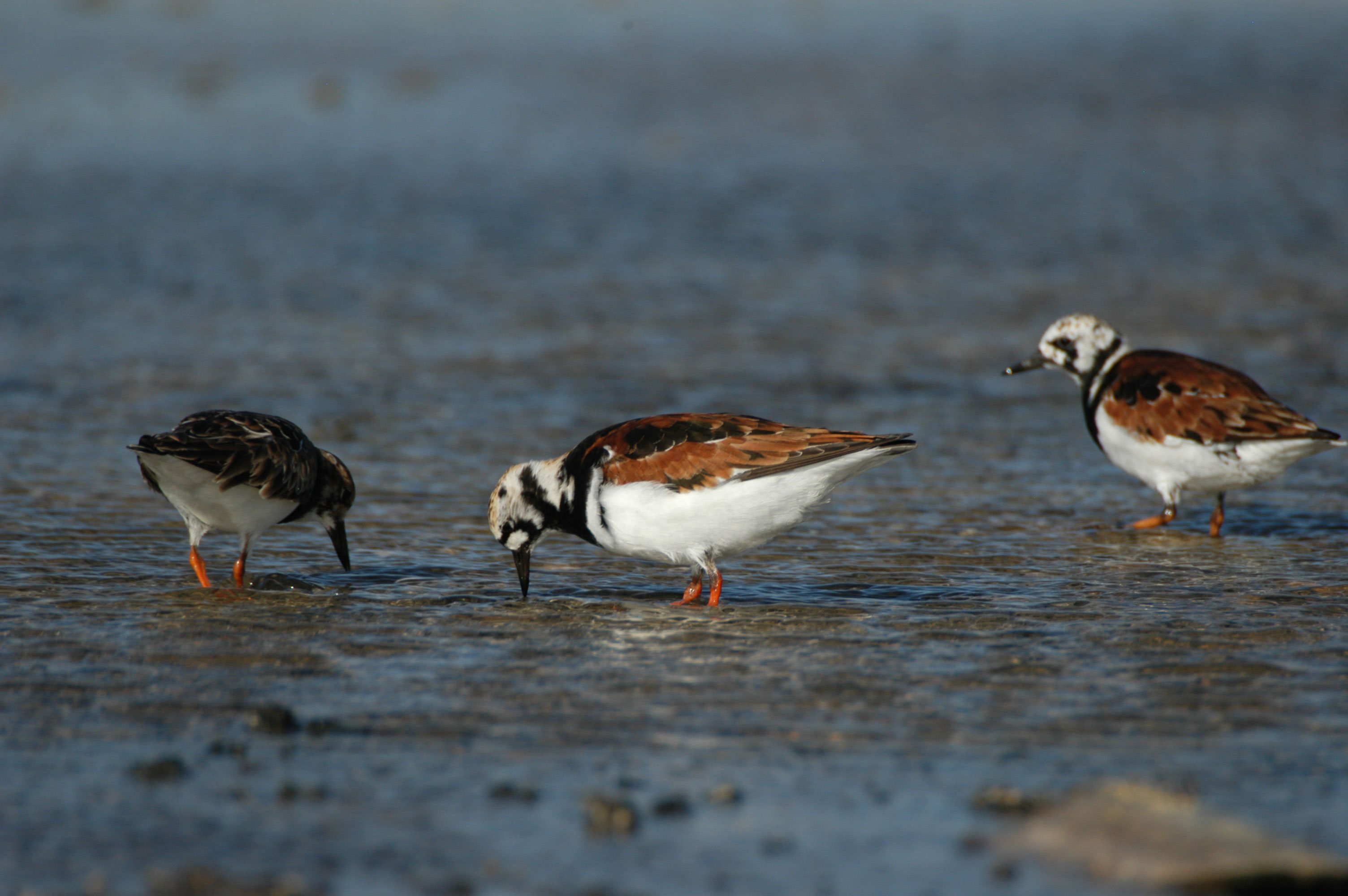 Ruddy turnstone © Francisco Rilla