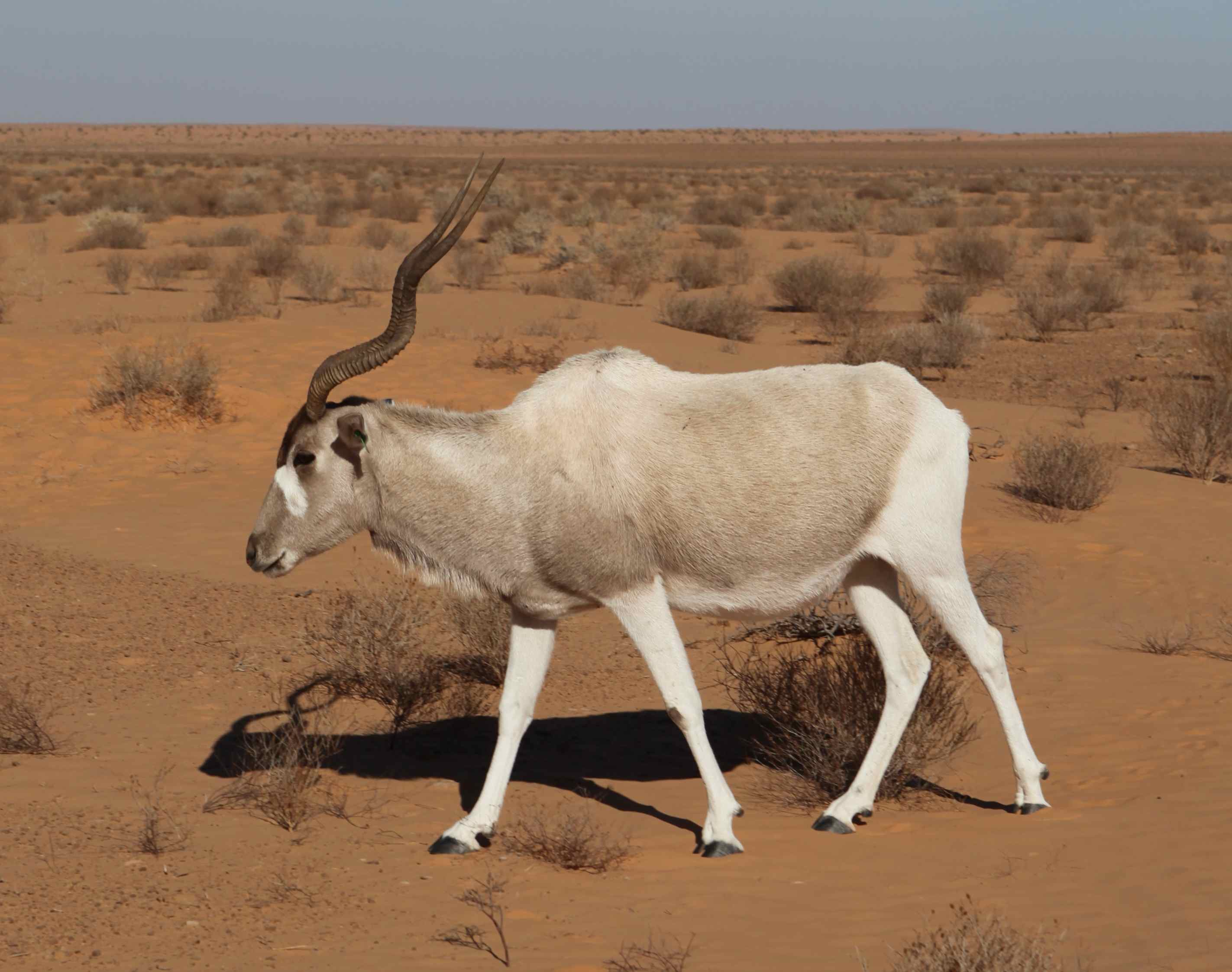 Adult%20addax.jpg