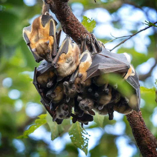 Statement by the Secretariats of CMS and EUROBATS - Protecting Bats during the 2026 Ebola Outbreak in the Democratic Republic of the Congo and Uganda: A Call for Evidence-Based Action