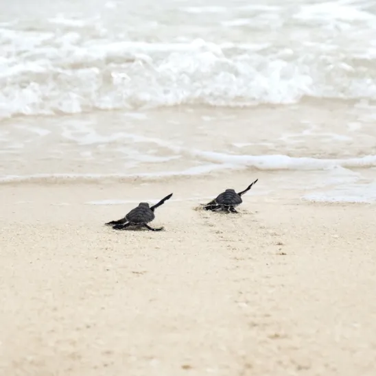 Celebrating 25 Years of Collaboration for the Conservation of Marine Turtles