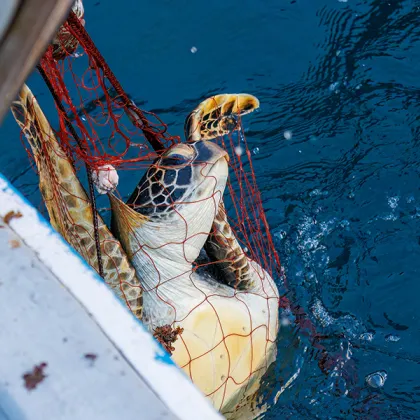 New Report Reveals Scale of Marine Turtle Bycatch Crisis in Indian Ocean and South‑East Asia 