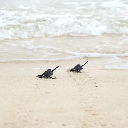 Celebrating 25 Years of Collaboration for the Conservation of Marine Turtles