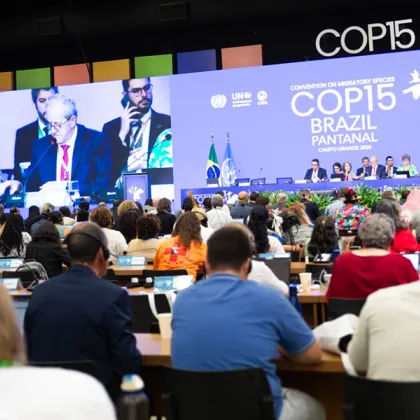 40 Migratory Animal Species Receive New or Upgraded Protection at Close of UN Meeting in Brazil