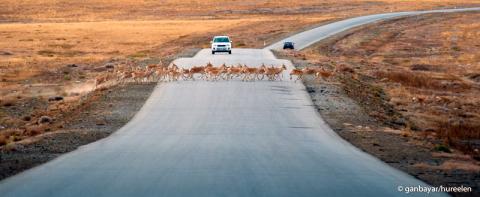 Mongolian gazelle-on-road-copyright