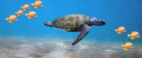 sea-turtle