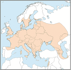 Distribution map of Nyctalus noctula