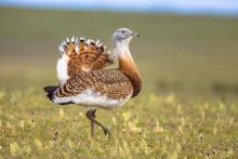 Great Bustard - Photo: Adobe Stock Images 