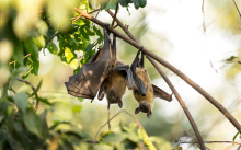 Straw-coloured Fruit Bat © Adobe Stock Images 