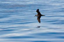 Vanuatu Petrel; Falla's Petrel by Pierre van der Wielen / CC-BY-NC-ND