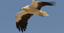 Egyptian Vulture © Mike Barth, https://www.mikebarthphotography.com